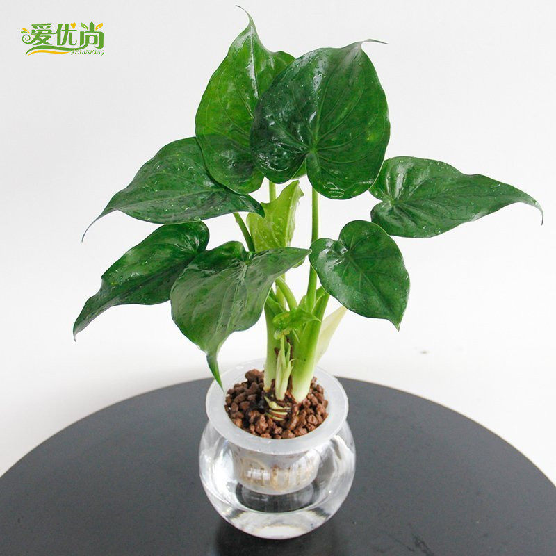 ������С�辰