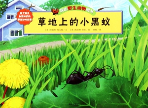 草地上的小黑蚁/我的野生动物朋友 博库网