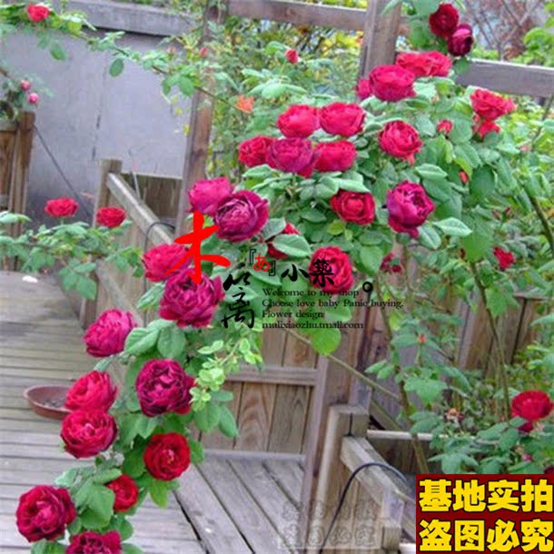 【海格瑞17】四季蔷薇花苗赛玫瑰蔷薇牡丹苗植物【50粒装】