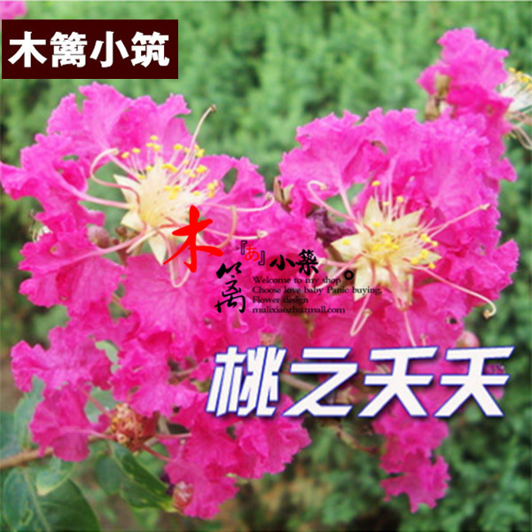 桃之夭夭 正宗红花紫薇苗 美国红火箭紫薇苗 百日红盆栽地栽苗