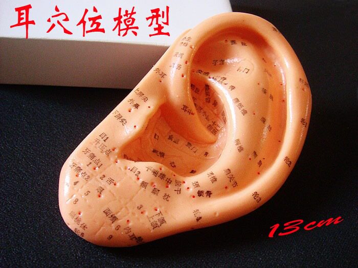 上海经络针灸按摩耳膜 耳朵模型 耳模13cm 标准耳贴穴位