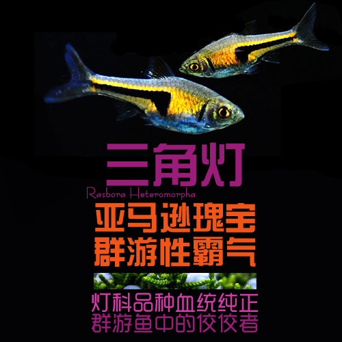 South American Water Triangle Light Triangle Lamp Golden Triangle Lamp Corfish Small Ornamental Fish Tropical Fish Grass Crock Fish