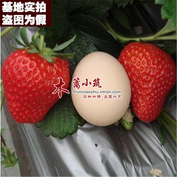 【超甜莓17】盆栽花卉草莓 阳台盆栽地栽 庭院栽种四季草莓