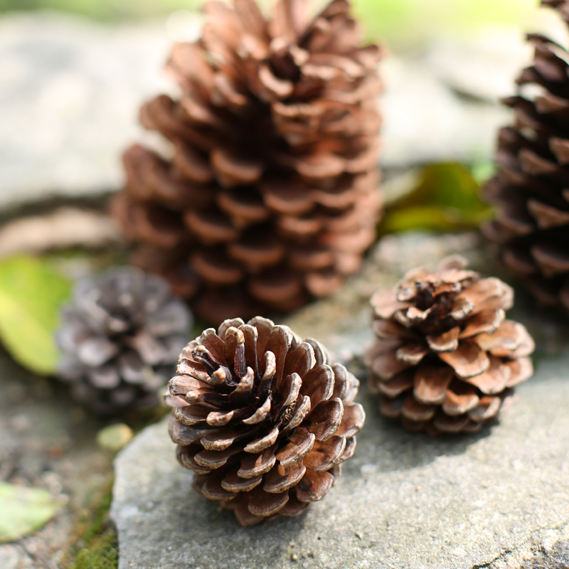 ʱ���ʿС�ڼ� �ɹ�-