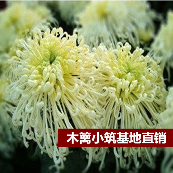 限时特价 盆栽菊花【飞弯】菊花苗 四季菊花菊花 当年开花