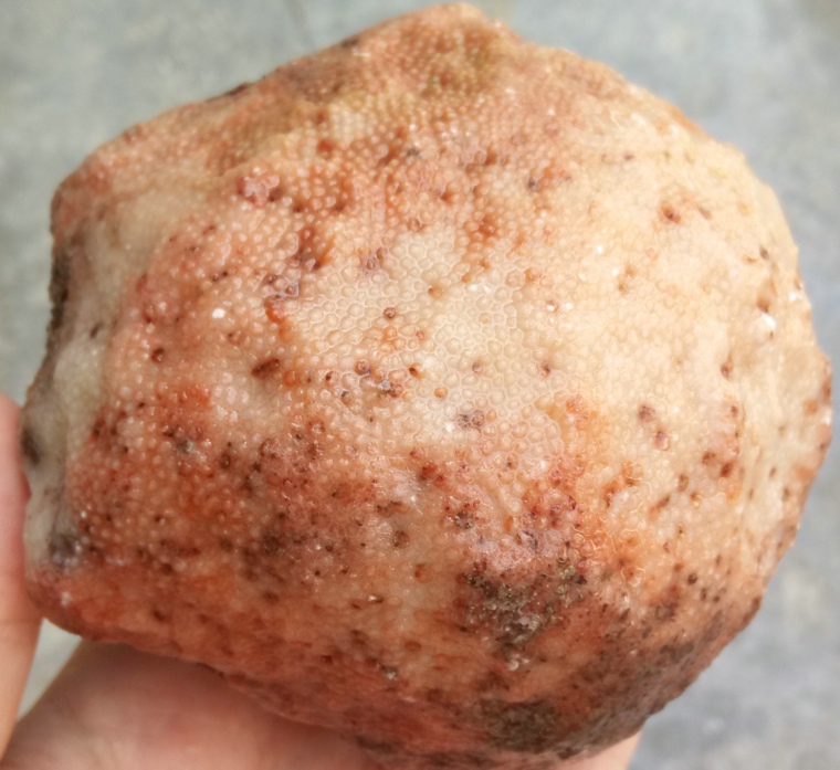 Ning Qiang Coral Jade Red White Fossil Grained Chite Engraving Material Original Stone to Play Boutique Snowflake