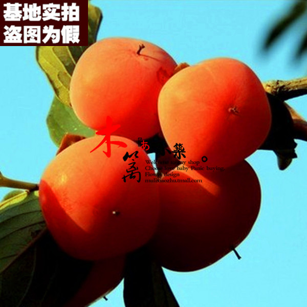 【照天红二号15】柿子苗柿苗嫁接苗庭院阳台盆栽地栽全国可种植