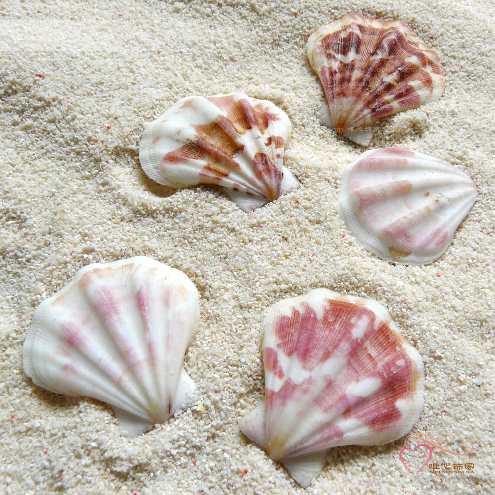 Natural color scallop white shell with eye hole fish tank viewing DIY wall-sticking station handmade props decoration