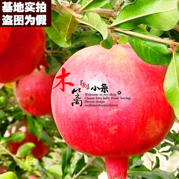 【牡丹花石榴15】果樹苗 巨籽蜜红色石榴盆栽地栽石榴苗