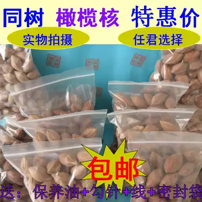 Olive core carving text play raw materials Same tree oil core Arhat Guanyin Maitreya machine carving olive Hu Suzhu original seed material 1 kg
