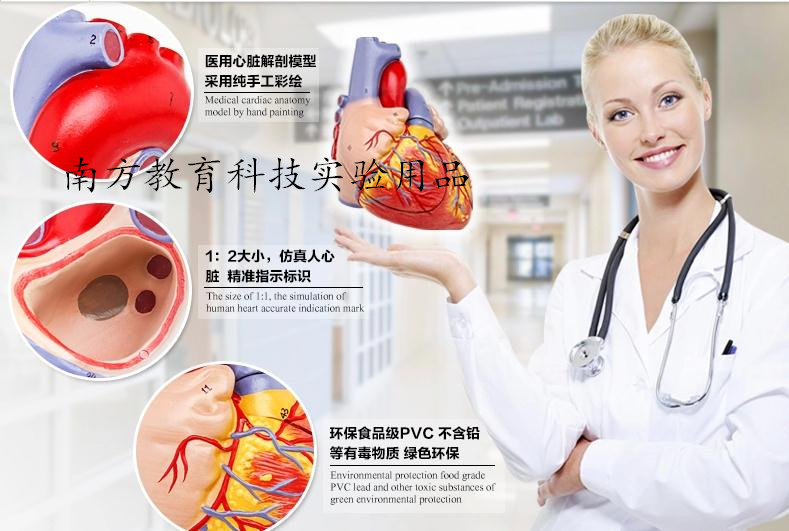 1:2心脏模型 人体心脏解剖模型 生物医用心脏 出口欧美 正品保障
