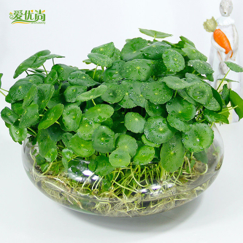 ������ˮ��ͭǮs135