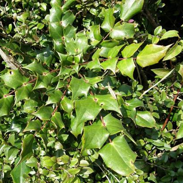 十大功劳 老鼠刺  猫刺叶 盆栽室内苗花卉 阳台花 观花植物