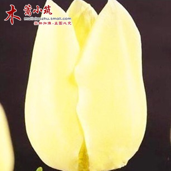 郁金香套装盆栽植物郁金香球 郁金香套餐