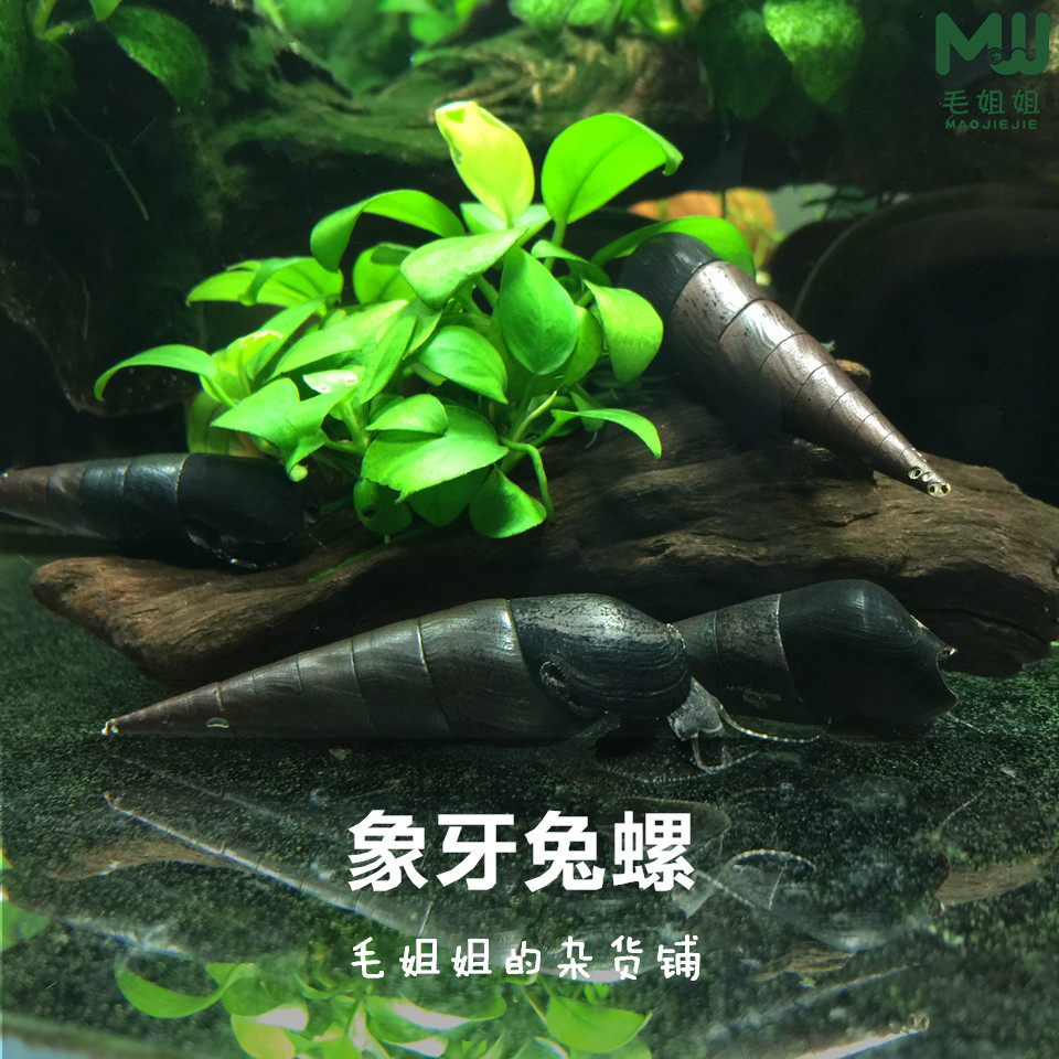 Black Diamond Rabbit Snail Army Cap Snail effect Algae Snail Tool Snail Ornamental Snail Easy Adoptive Orange Rabbit Snail Susnail Fish Snail