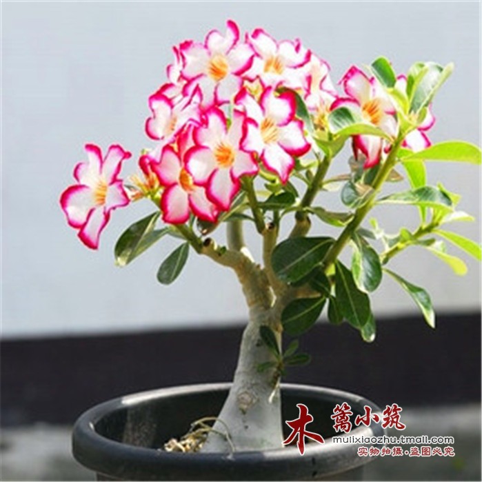 盆栽花卉净化空气能手【沙漠玫瑰】当年开花 吸收室内的有害气体