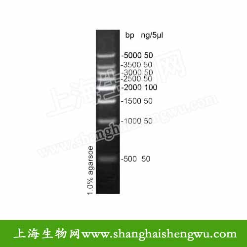 DL500  50T 250ul DNA Marker DNA分子量标准 R0408 核酸电泳