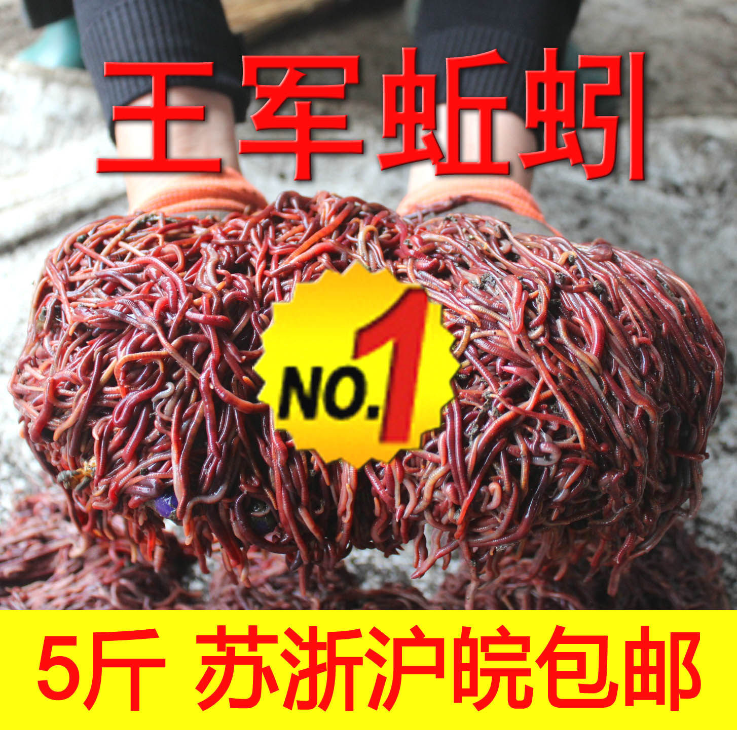 Bulk bait live red earthworms 5 kg Jiangsu, Zhejiang, Shanghai and Anhui release live earthworms seedling Wang Jun earthworms