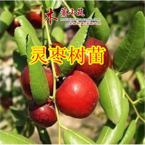 枣树 嫁接枣苗 【灵枣】味极甜 阳台庭院绿植盆栽 全国适宜枣子苗