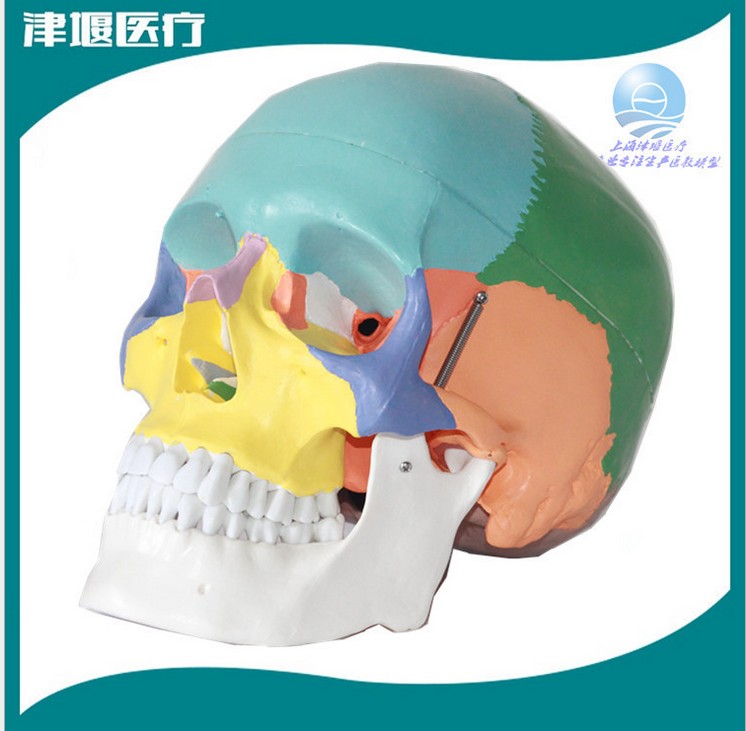 进口医用经典高精人体头骨模型 彩色头颅骨模型1：1可拆卸活动