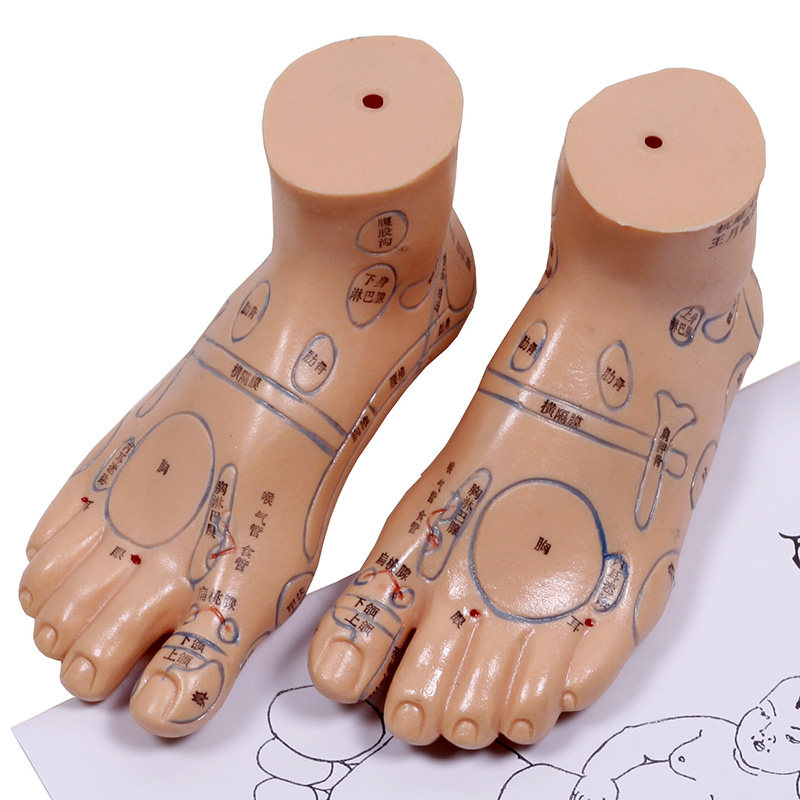 经络通 足部反射区针灸模型 脚部针灸穴位模型 足模 TL