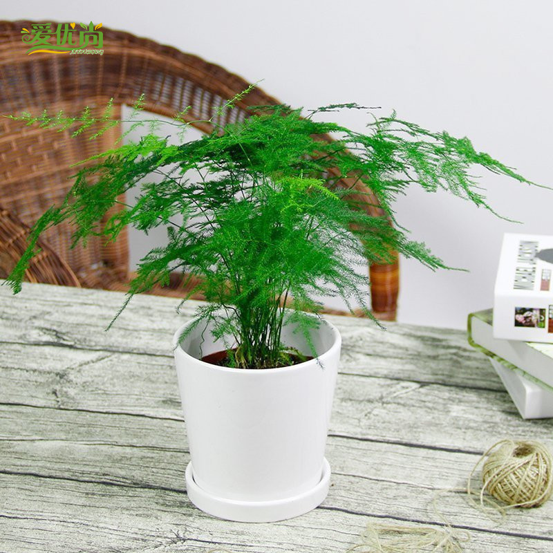 �������辰00091