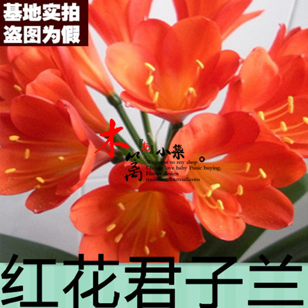 【红花16】盆栽花卉君子兰 雀兰君子兰 阳台桌面精品君子兰花卉