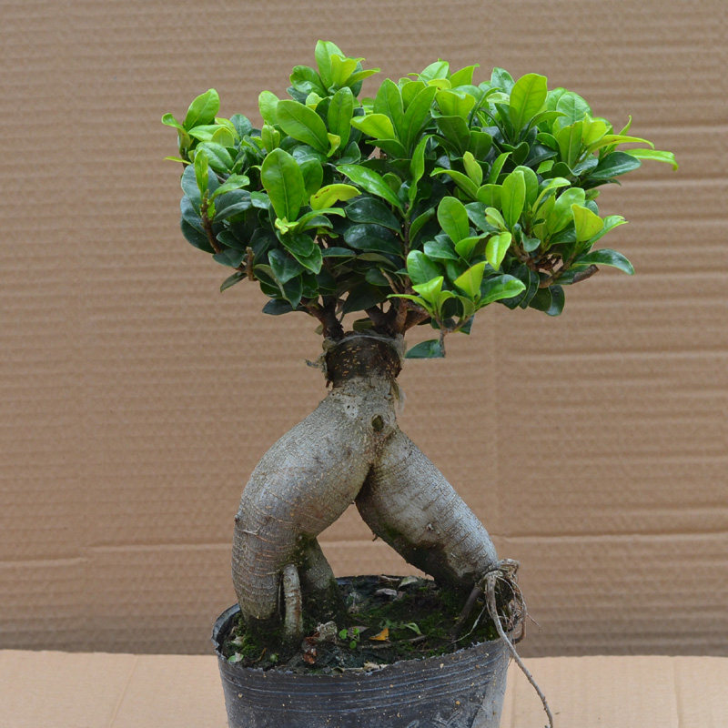 �Ӻ�Ե��ֲ����������