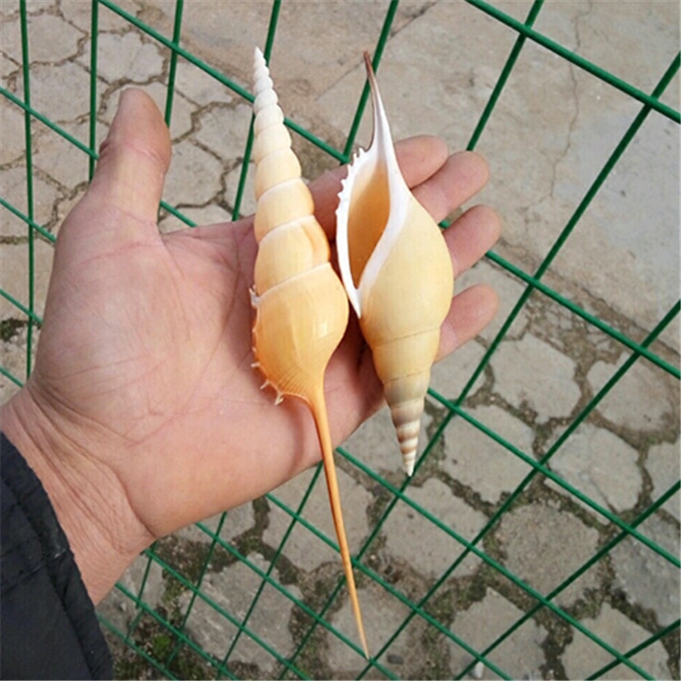 Natural conch shell Martin long nose snail collection specimen snail Mediterranean home window decoration creative gift
