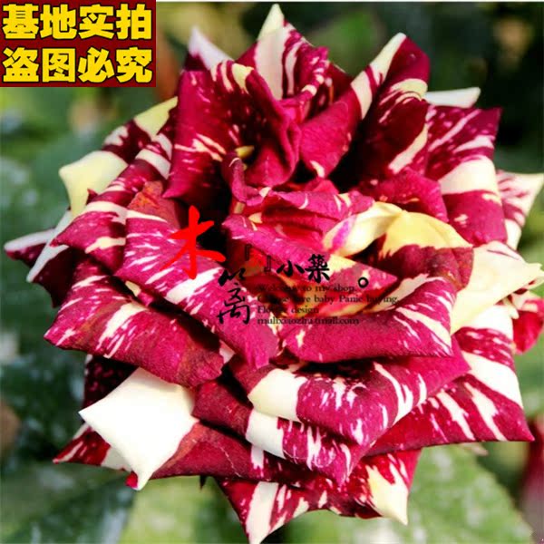 【流星雨17】四季玫瑰花苗赛蔷薇玫瑰牡丹海棠苗植物【50粒装】