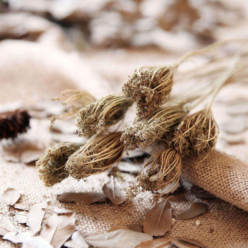 �ԡ�ױ�Ҿ�װ�λ�ԭ��̬�����ɻ�