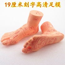  Ultra-clear Weiye Foot massage Reflex area Acupoint model Lettering Foot model Foot moxibustion 19cm Foot therapy