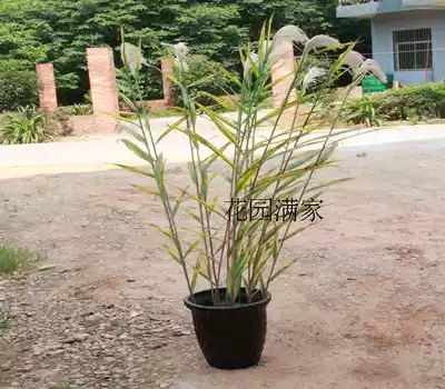 Simulation green plant potted single branch large reed spring and autumn color dry mosaic decoration museum Botanical garden garden sales