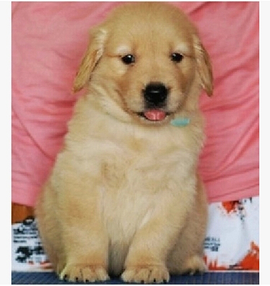 Shanghai Pet Dog Puppies For Sale High Quality Golden Retriever