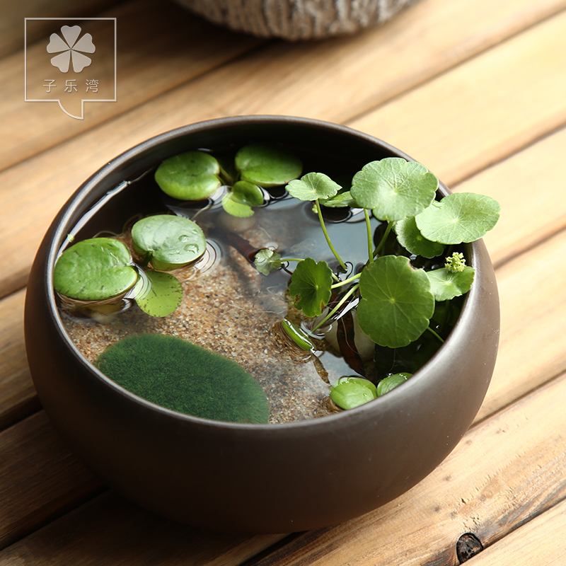 �������辰һҶ����