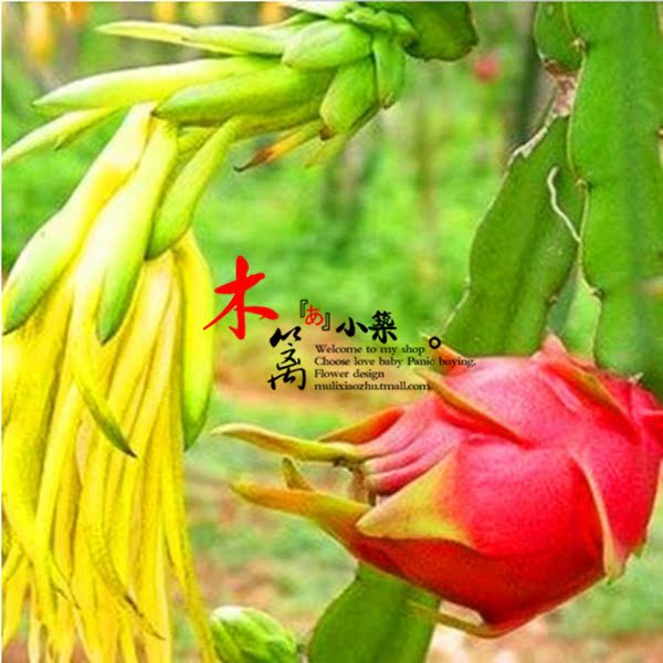 【微粗】盆栽地栽庭院植物扦插台湾黄皮黄肉火龙果 当年产量高