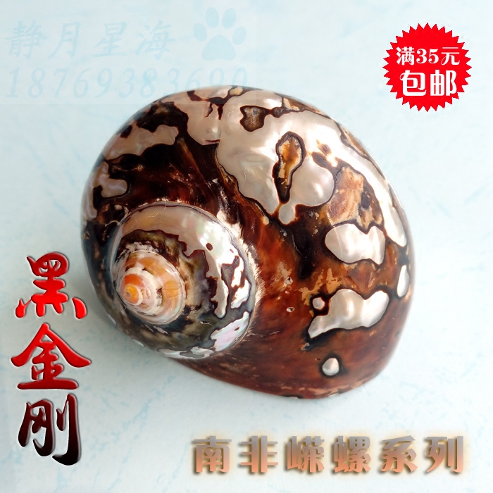 Natural sea snail shells South African Snail Collection Specimen Snail Gift gift Creative Home Decorative Shop Window Hem