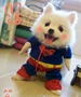 Quần áo cho chó Teddy mùa xuân và mùa hè tải Superman biến hình gấu Bomeibi vui nhộn dễ thương trang phục cún cưng - Quần áo & phụ kiện thú cưng quần áo thú cưng