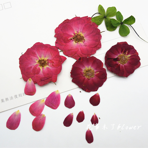 Rose diy glue dry flower mobile phone protective case dry monogram flower table lamp plant specimen flower unfinished flower