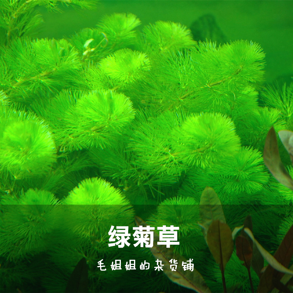 Green Chrysanthemum Large Pagoda Ornamental Fish Shrimp Tank Aquarium Water Grass Built Grass cylinder Living water Grass real water Grass rear view grass