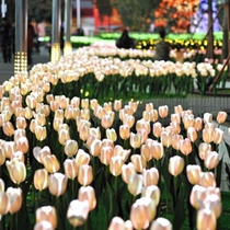 LED LED LIGHT Reed Lighting Lighting Project Acrylic Outdoor Tulip Roses Ocean Lighting Festival Square