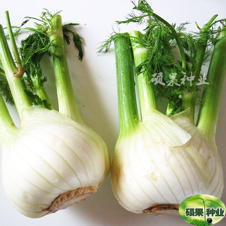 Fennel seeds early-cooked bulbs fennel (with rich fennel oil) Dutch hybrid meat quality fresh food