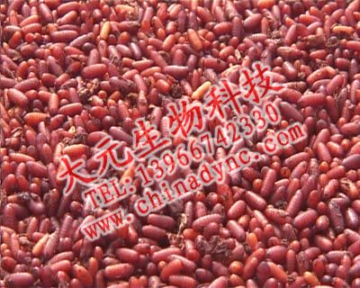 ten thousand fly breeding package fly maggot breed new hand breeding package manufacturer technical guidance all the way