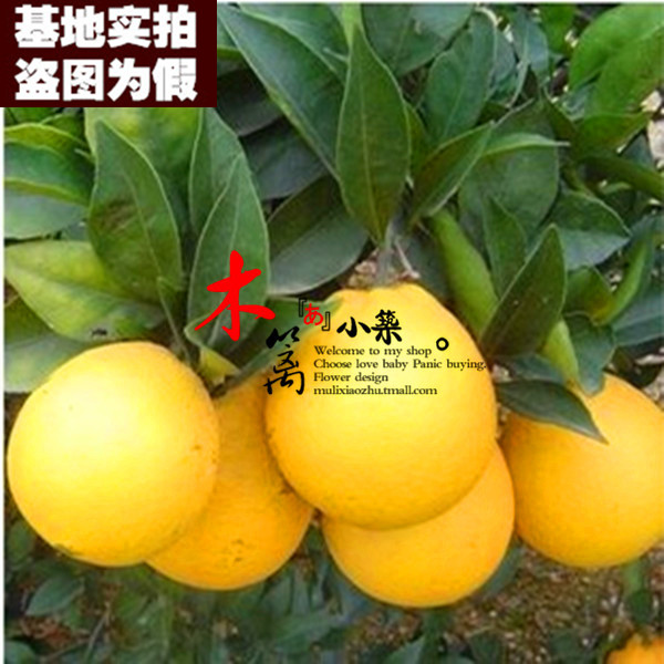 【桂花橙15】橙子苗盆栽地栽苗 红心橙子多品种南北方种植