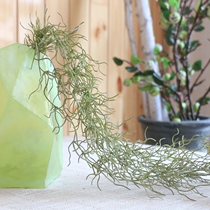 Looking for a simulation air pineapple old man to be Usnea Tielan hanging plant landscaping green plant wall hanging decoration Chlorophytum