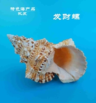Natural big conch Big Frog snail plate number fortune snail home furnishings fish tank landscaping