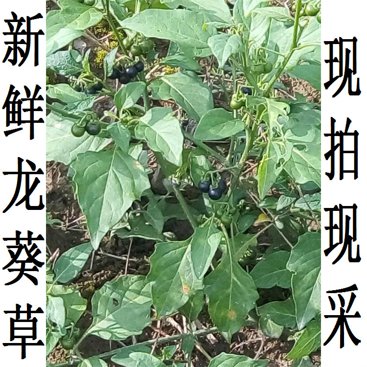 四川野生中药材新鲜龙葵草天茄子黑天苦葵野葡萄龙葵果实龙葵根叶