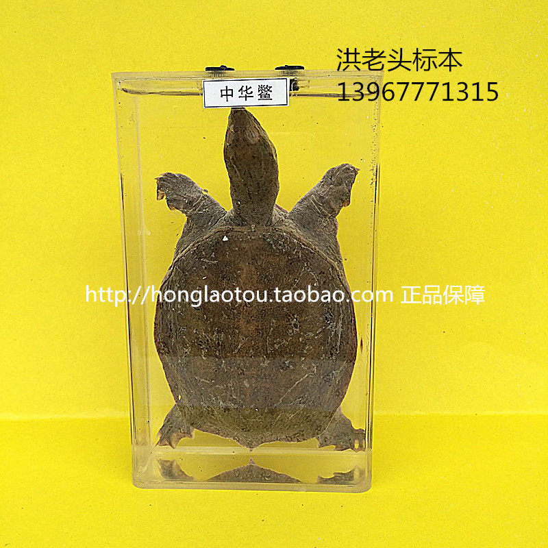 中华鳖浸制标本 洪老头标本 生物教学标本 中小学幼教配套标本