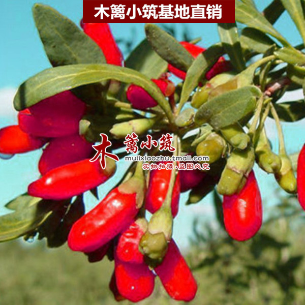 【纯野生美国枸杞】枸杞苗 盆栽枸杞花卉苗木 枸杞苗 食用枸杞树