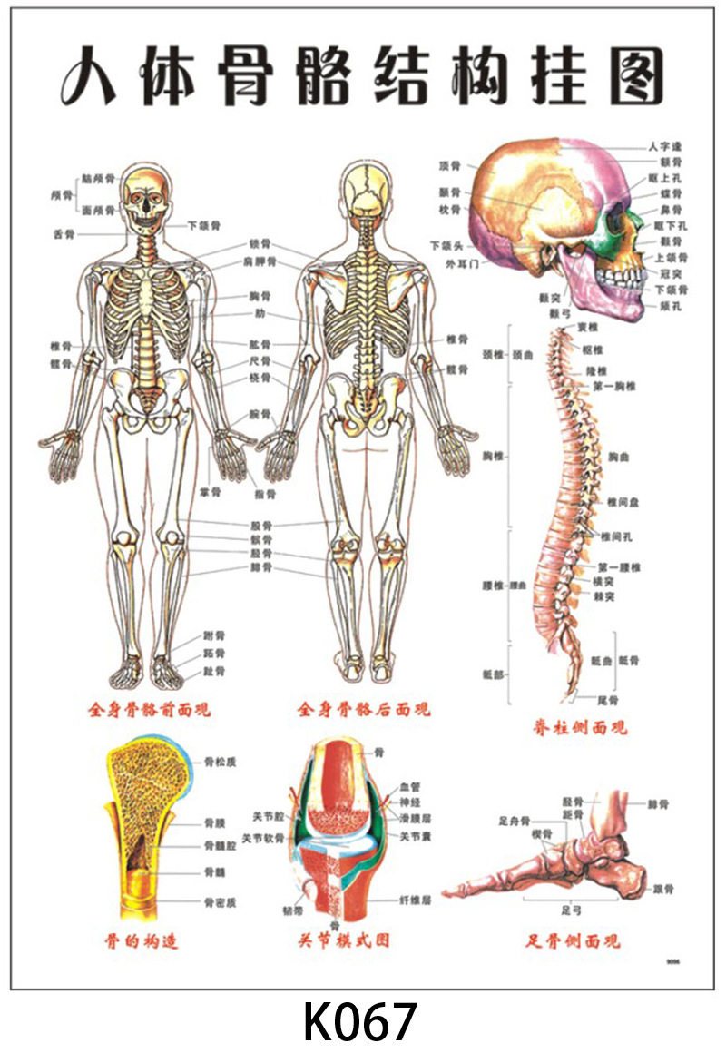 Human bone digestive system scraping health PVC bump blister wall chart wholesale human internal organs distribution map